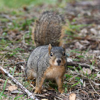 A fox squirrel stands alert on the forest floor, surrounded by leaves and twigs, with its bushy tail raised behind it. Its fur is a mix of gray and reddish-brown, and it appears to be looking directly at the camera.