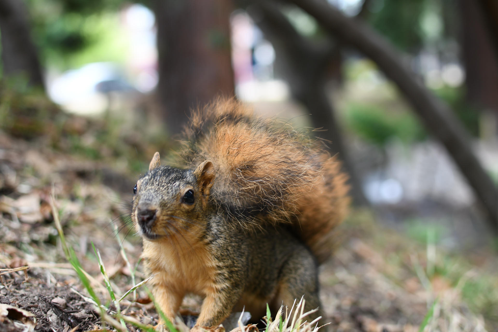 A fox squirrel with a bushy tail stands alert on the ground among grass and fallen leaves, with trees and soft greenery in the background. The squirrel’s reddish-brown fur is clearly visible.