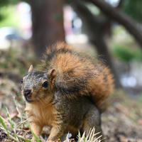 A fox squirrel with a bushy tail stands alert on the ground among grass and fallen leaves, with trees and soft greenery in the background. The squirrel’s reddish-brown fur is clearly visible.