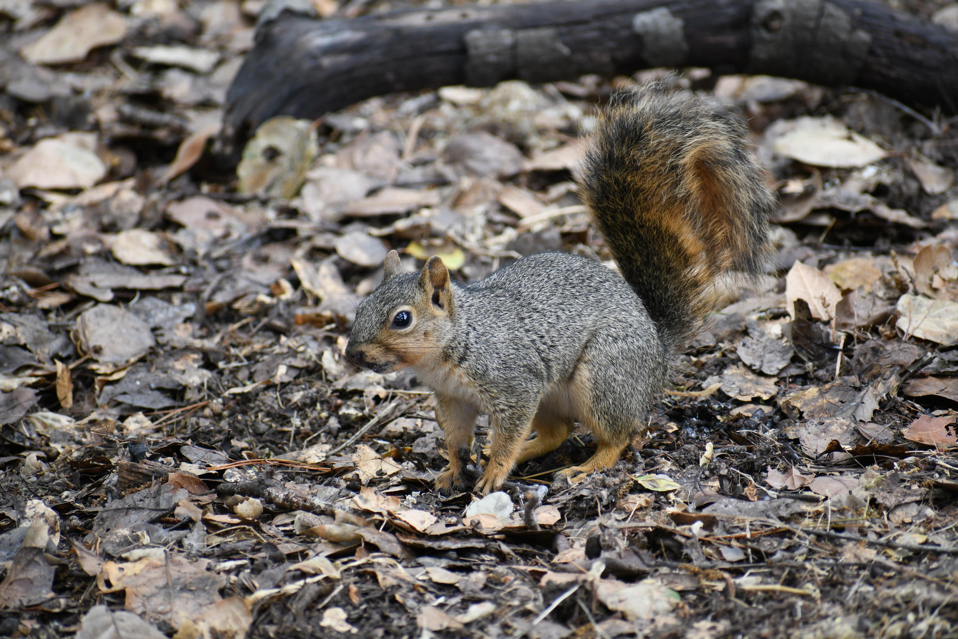 A fox squirrel with a bushy tail stands alert on a forest floor covered in dry leaves and twigs. Its fur is a mix of gray and reddish-brown, blending in with the natural surroundings.