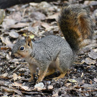 A fox squirrel with a bushy tail stands alert on a forest floor covered in dry leaves and twigs. Its fur is a mix of gray and reddish-brown, blending in with the natural surroundings.