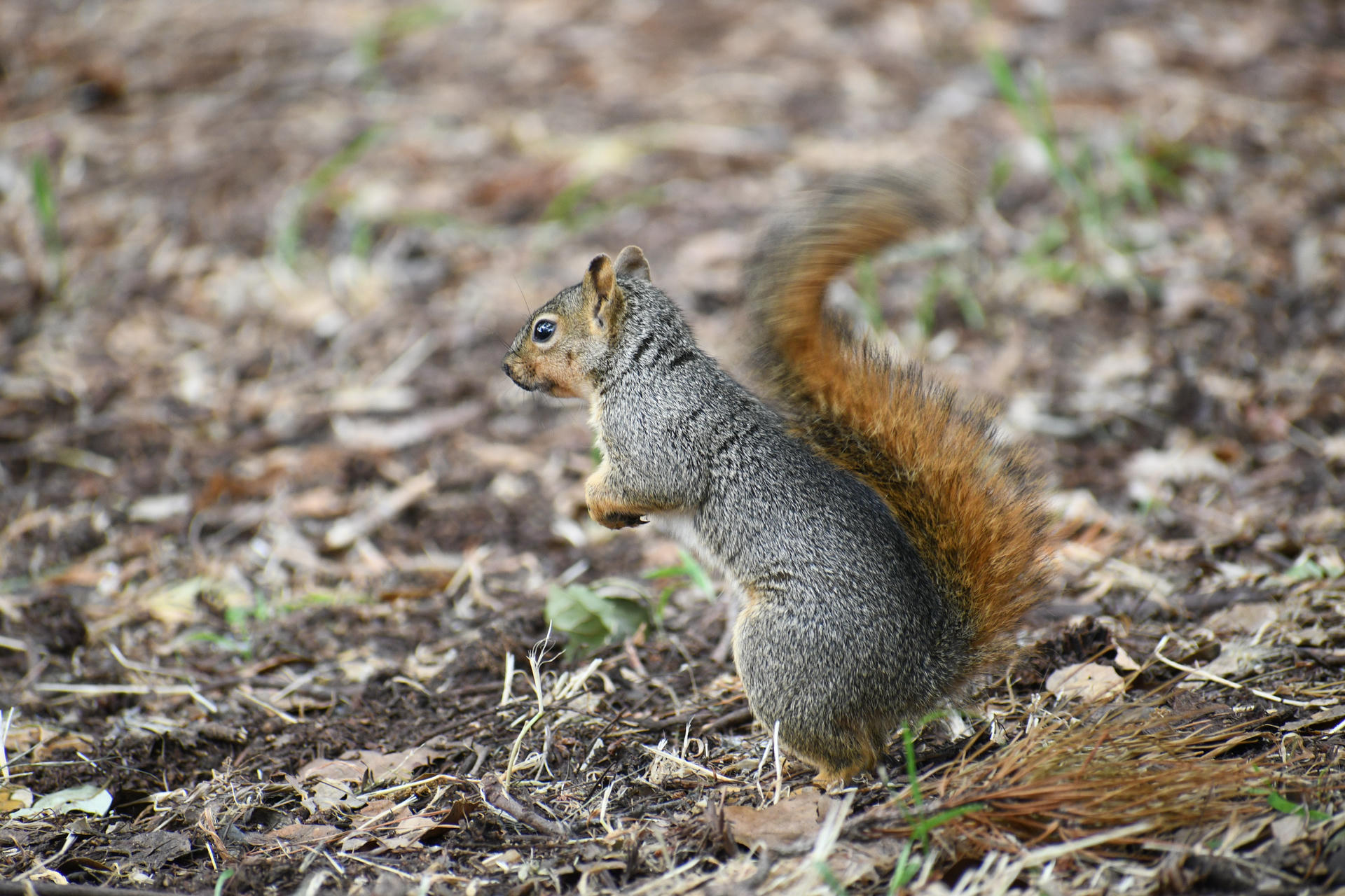 A fox squirrel stands upright on the ground, showing its bushy reddish-brown tail and grayish-brown fur. The background is a mix of soil and scattered leaves.