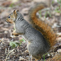 A fox squirrel stands upright on the ground, showing its bushy reddish-brown tail and grayish-brown fur. The background is a mix of soil and scattered leaves.