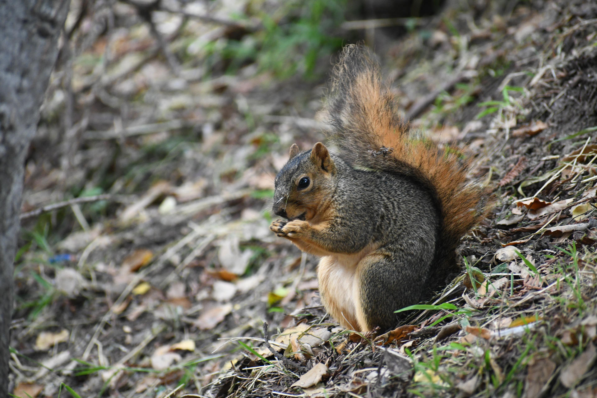 A fox squirrel sits on the ground with its bushy tail curled behind it, holding food in its front paws. The squirrel's reddish-brown fur stands out against the earthy background.