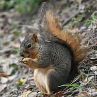 A fox squirrel sits on the ground with its bushy tail curled behind it, holding food in its front paws. The squirrel's reddish-brown fur stands out against the earthy background.