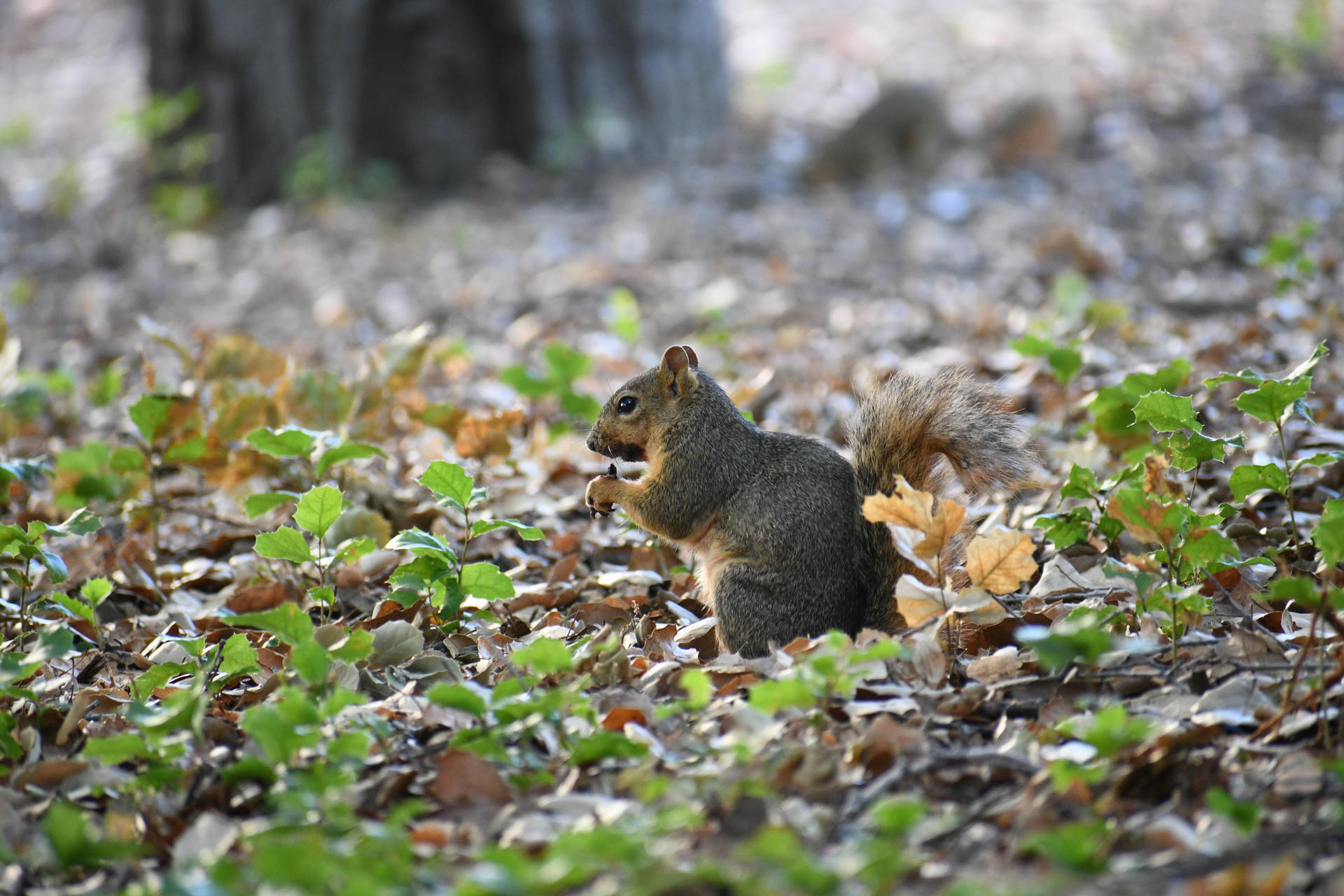 A fox squirrel sits upright on the ground, holding food in its front paws amid fallen leaves and scattered greenery. Its bushy tail is curled behind it, and the sunlight highlights its fur.