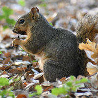 A fox squirrel sits upright on the ground, holding food in its front paws amid fallen leaves and scattered greenery. Its bushy tail is curled behind it, and the sunlight highlights its fur.