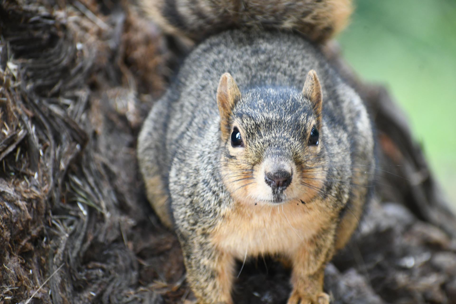 A fox squirrel faces the camera directly, perched on tree bark with its bushy tail visible behind it. Its fur is a mix of gray and reddish-brown, and its alert eyes are focused forward.