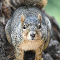 A fox squirrel faces the camera directly, perched on tree bark with its bushy tail visible behind it. Its fur is a mix of gray and reddish-brown, and its alert eyes are focused forward.