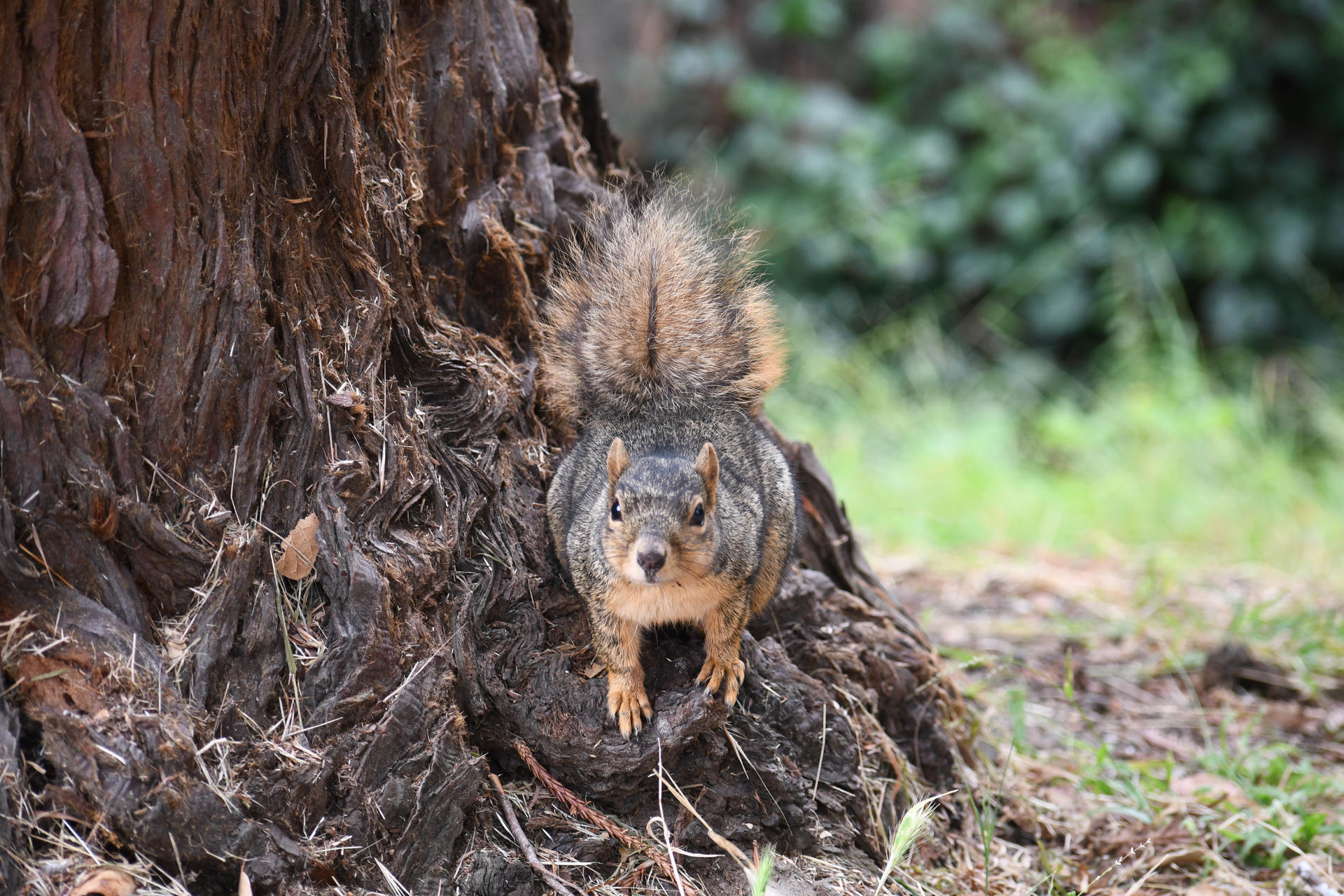 A fox squirrel with a bushy tail is perched on the rough bark of a tree, looking directly at the camera. The background is softly blurred with green foliage.