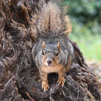 A fox squirrel with a bushy tail is perched on the rough bark of a tree, looking directly at the camera. The background is softly blurred with green foliage.