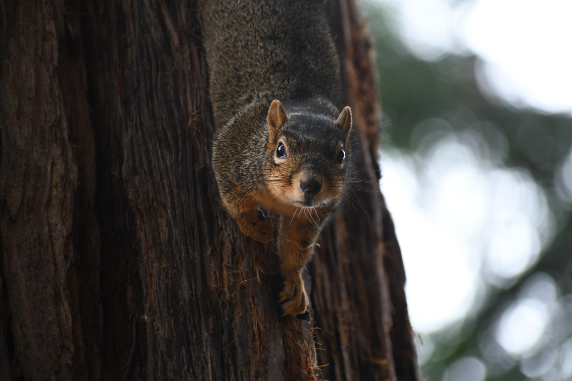 A fox squirrel clings to the side of a tree trunk, looking directly at the camera with its body stretched downward. The background is softly blurred, highlighting the squirrel’s alert expression and bushy tail.
