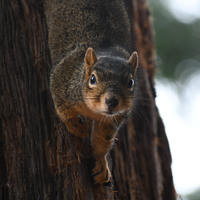 A fox squirrel clings to the side of a tree trunk, looking directly at the camera with its body stretched downward. The background is softly blurred, highlighting the squirrel’s alert expression and bushy tail.