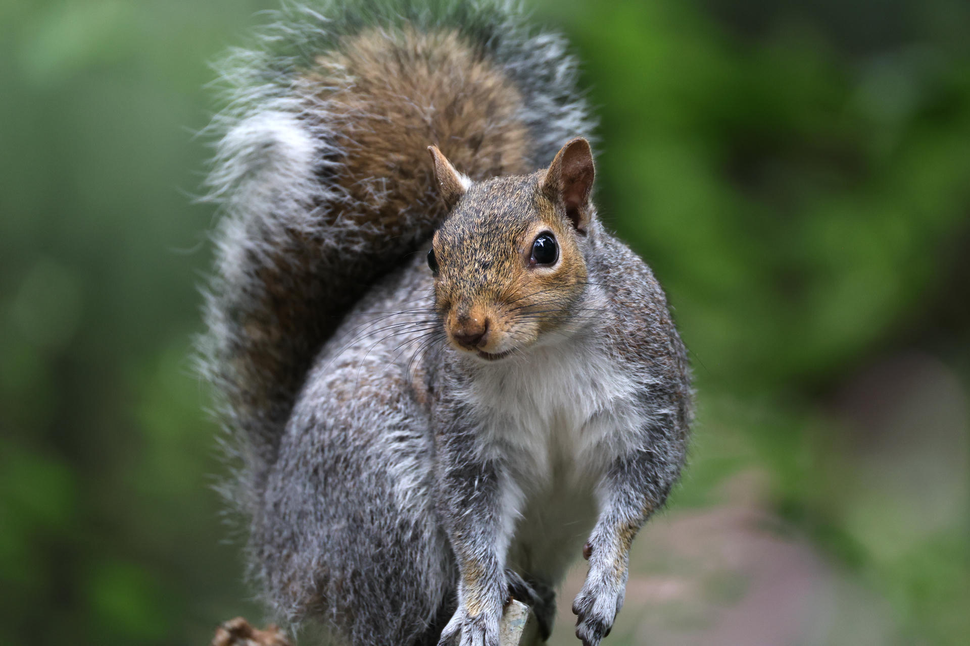 A gray squirrel with a bushy tail stands alert on a branch, its fur blending with the natural surroundings. The background is a soft blur of green, highlighting the squirrel's curious expression.