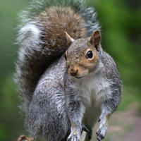 gray squirrel closeup