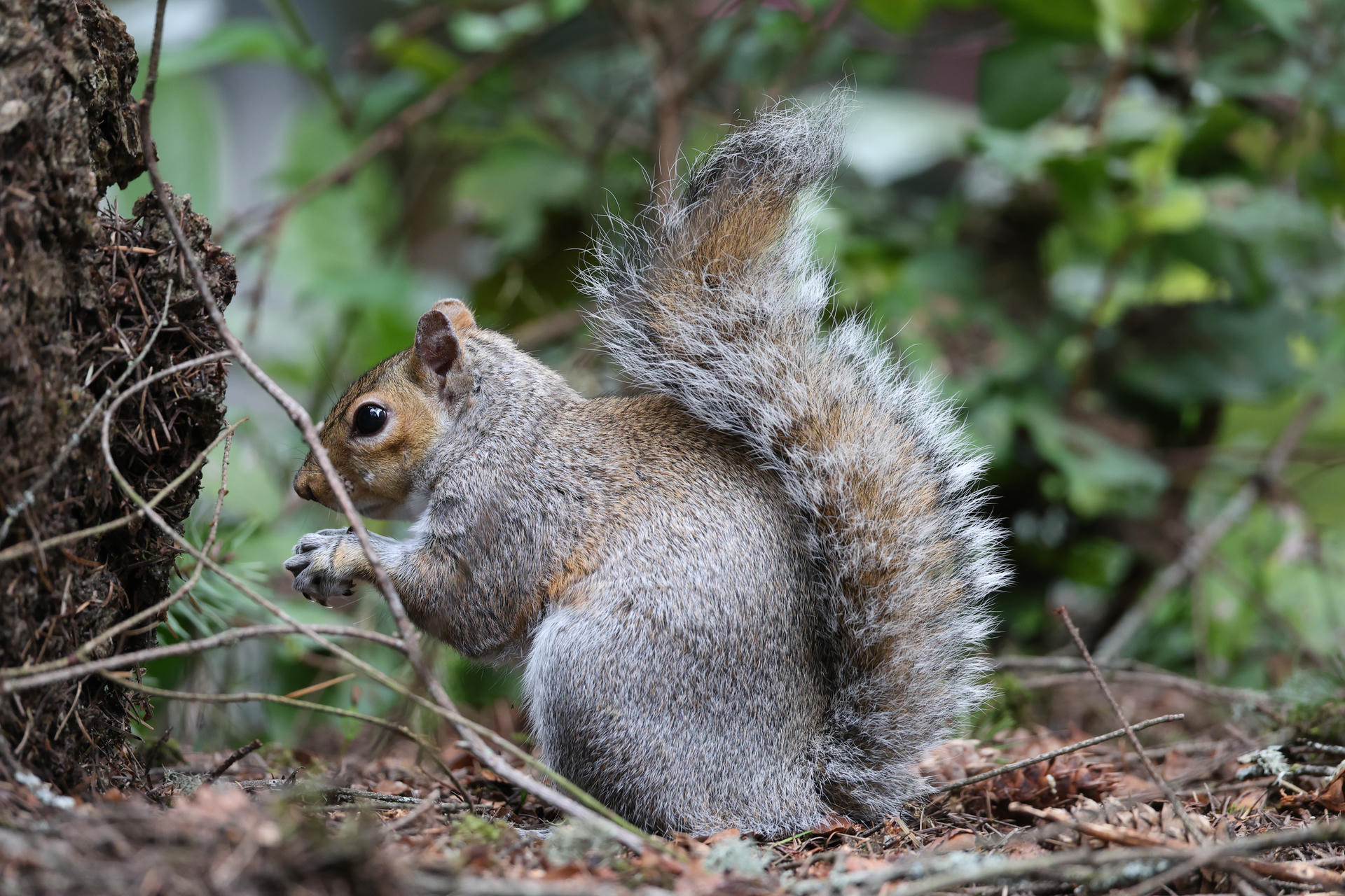 A gray squirrel sits upright on the forest floor, its bushy tail curled over its back and its paws holding a small object. The background is filled with green leaves and natural ground cover.
