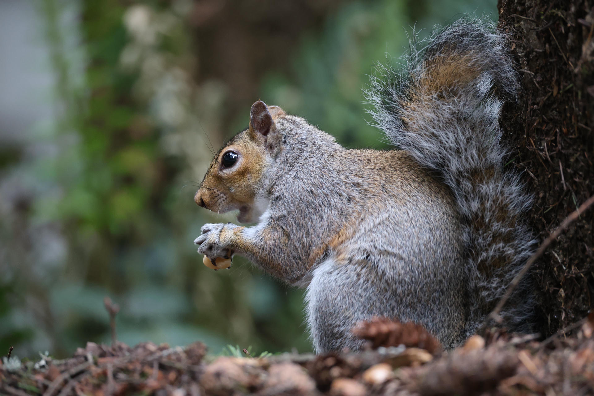 A gray squirrel sits upright on the ground, holding food in its front paws with its bushy tail curled behind it. The background is blurred greenery, highlighting the squirrel’s soft gray fur and alert posture.