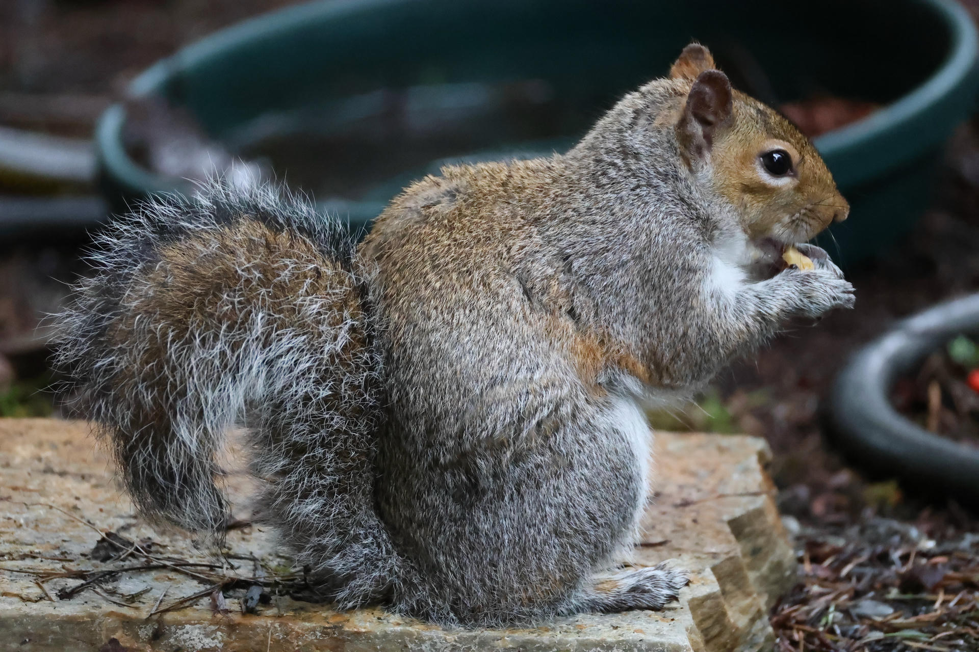 A gray squirrel sits on a stone surface, holding food in its front paws and nibbling. Its bushy tail curls around its body, and the background is softly blurred.