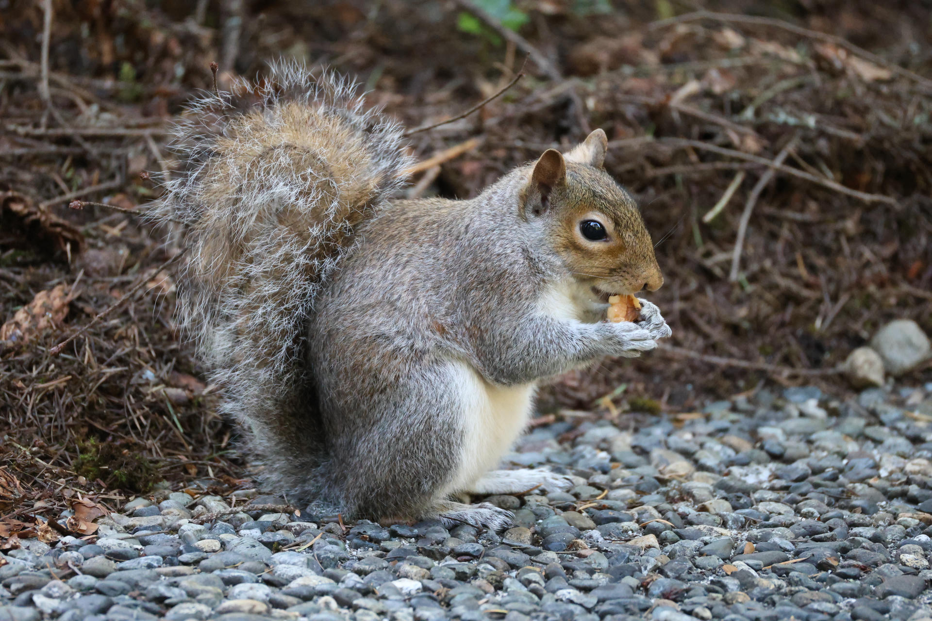 A gray squirrel sits on the ground with its bushy tail curled behind it, holding and nibbling on a small piece of food. The squirrel's fur is a mix of gray and white, and it is surrounded by pebbles and natural debris.