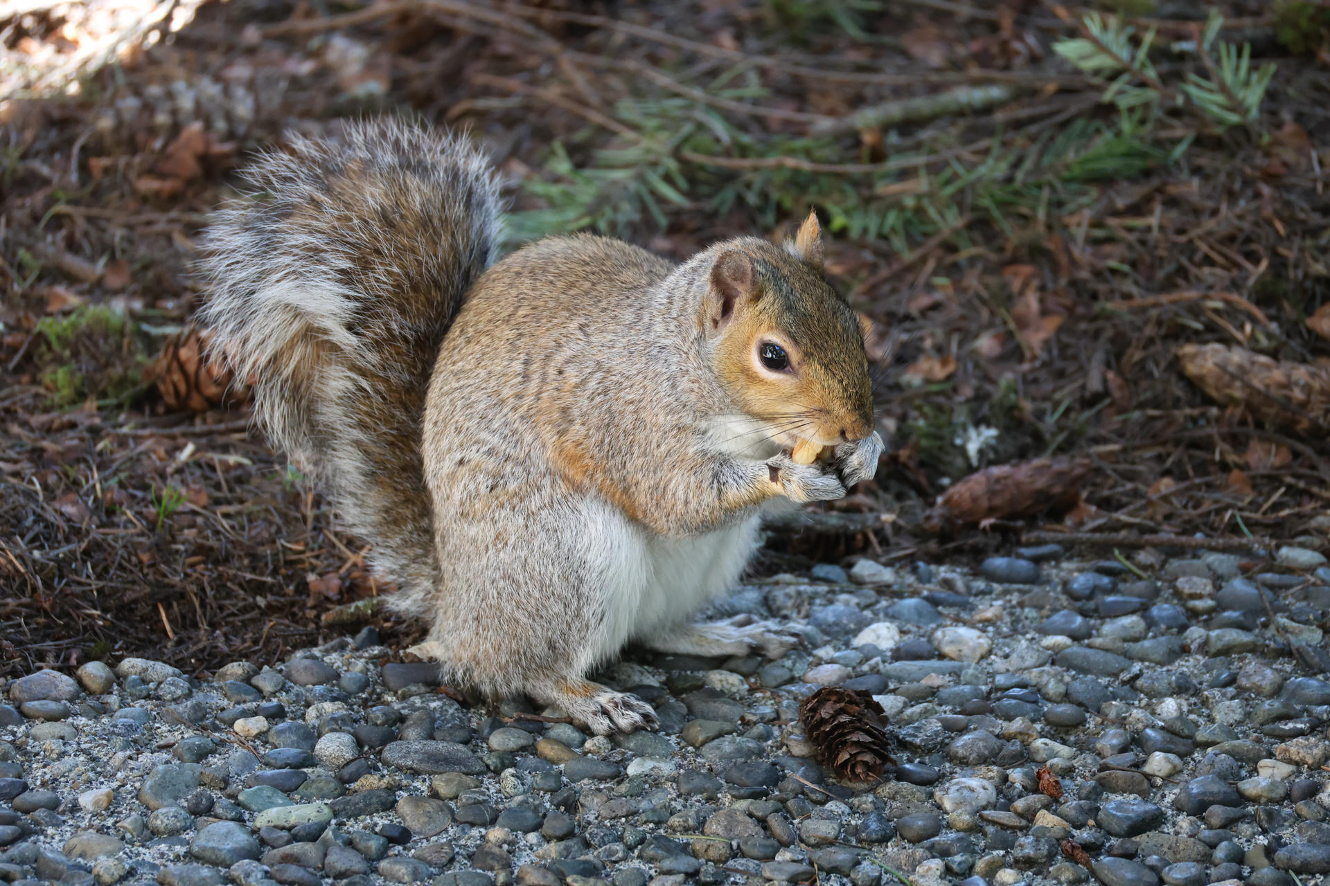 A gray squirrel sits on a gravel surface, holding food in its front paws and nibbling. Its bushy tail is curled up behind it, and the background includes some greenery.