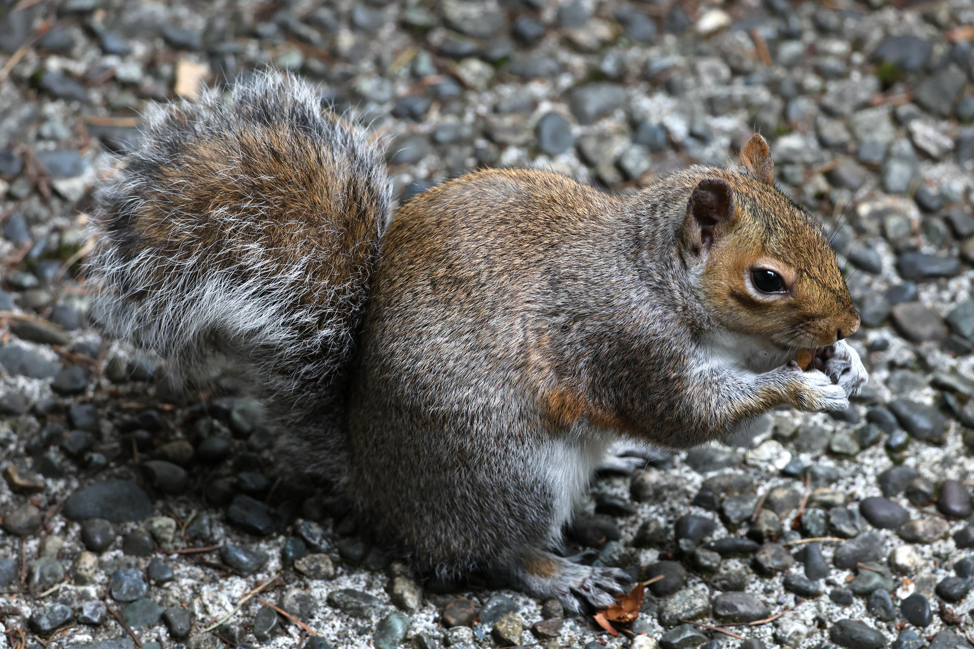 A gray squirrel sits on a gravel surface, holding food in its front paws and appearing to nibble on it. Its bushy tail is curled behind its body.