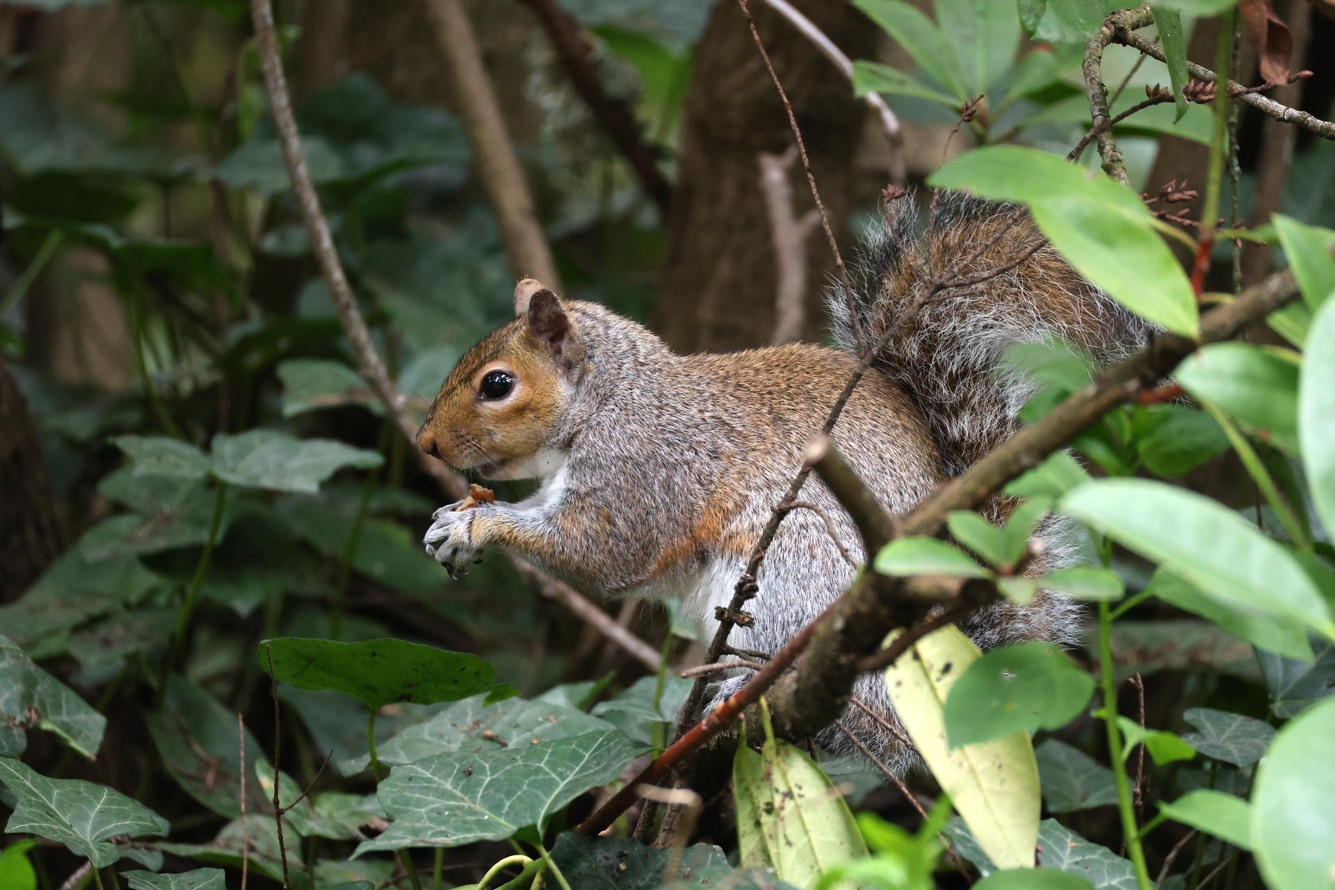 A gray squirrel is perched on a tree branch, holding food in its paws and surrounded by green leaves. Its bushy tail is visible behind it as it appears to be eating.