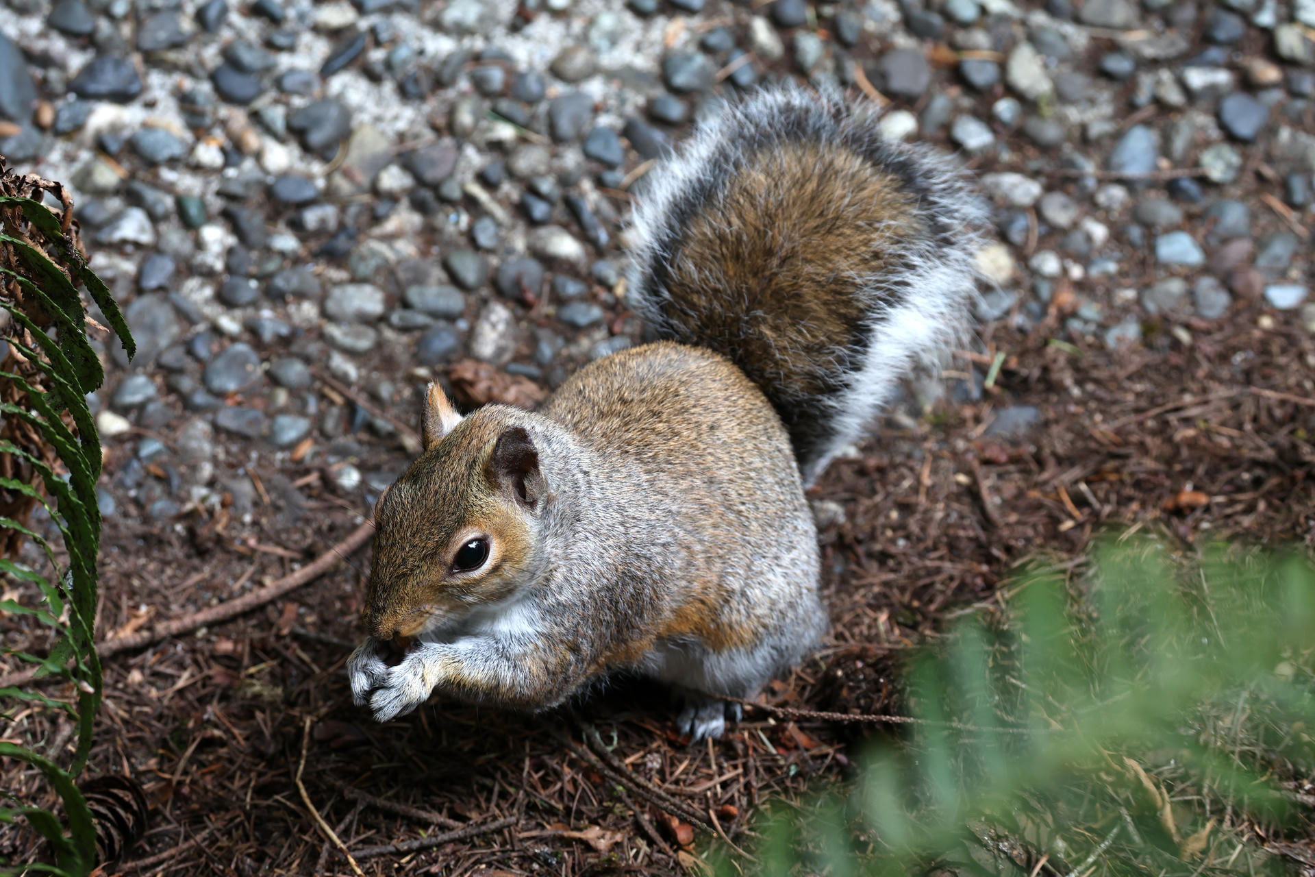 A gray squirrel with a bushy tail is sitting on the ground, holding food in its front paws. The background features pebbles and soil, with some green foliage visible in the corner.