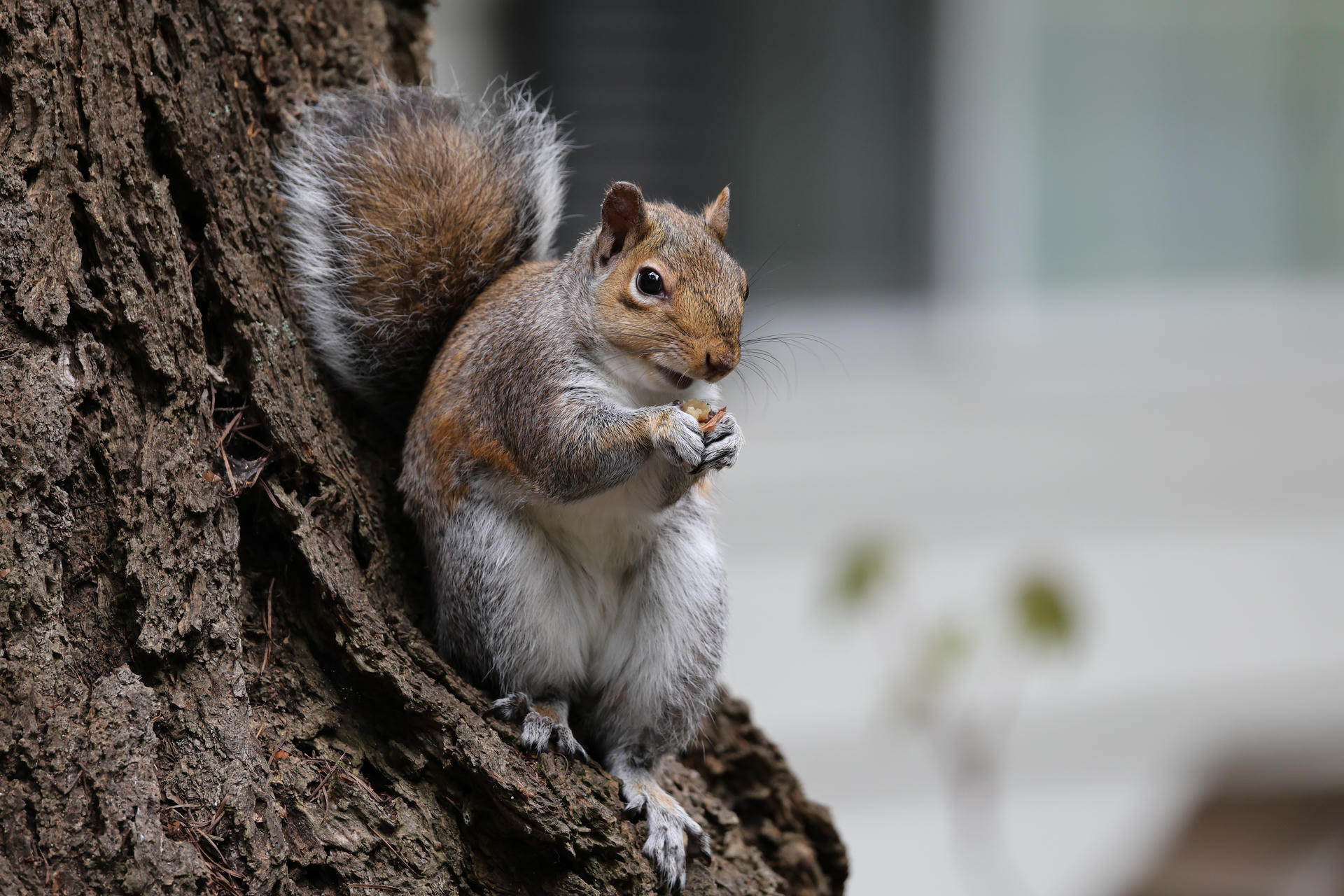 A gray squirrel is perched on the side of a tree trunk, holding food in its front paws. Its bushy tail is raised, and it appears to be eating while looking alert.