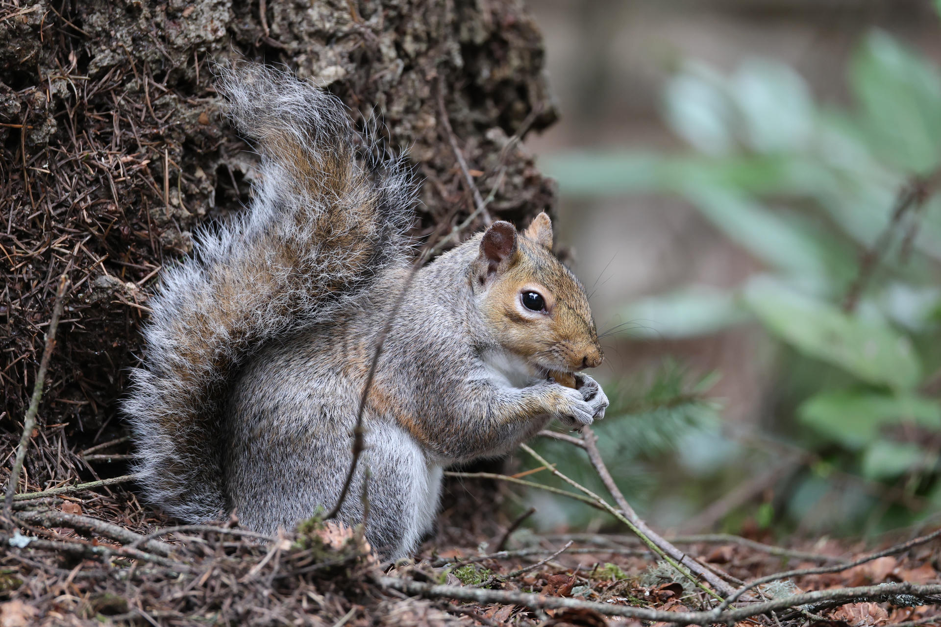 A gray squirrel sits on the ground near a tree trunk, holding and nibbling on a small object with its front paws. Its bushy tail is curled up behind its back, and the forest floor is scattered with leaves and twigs.