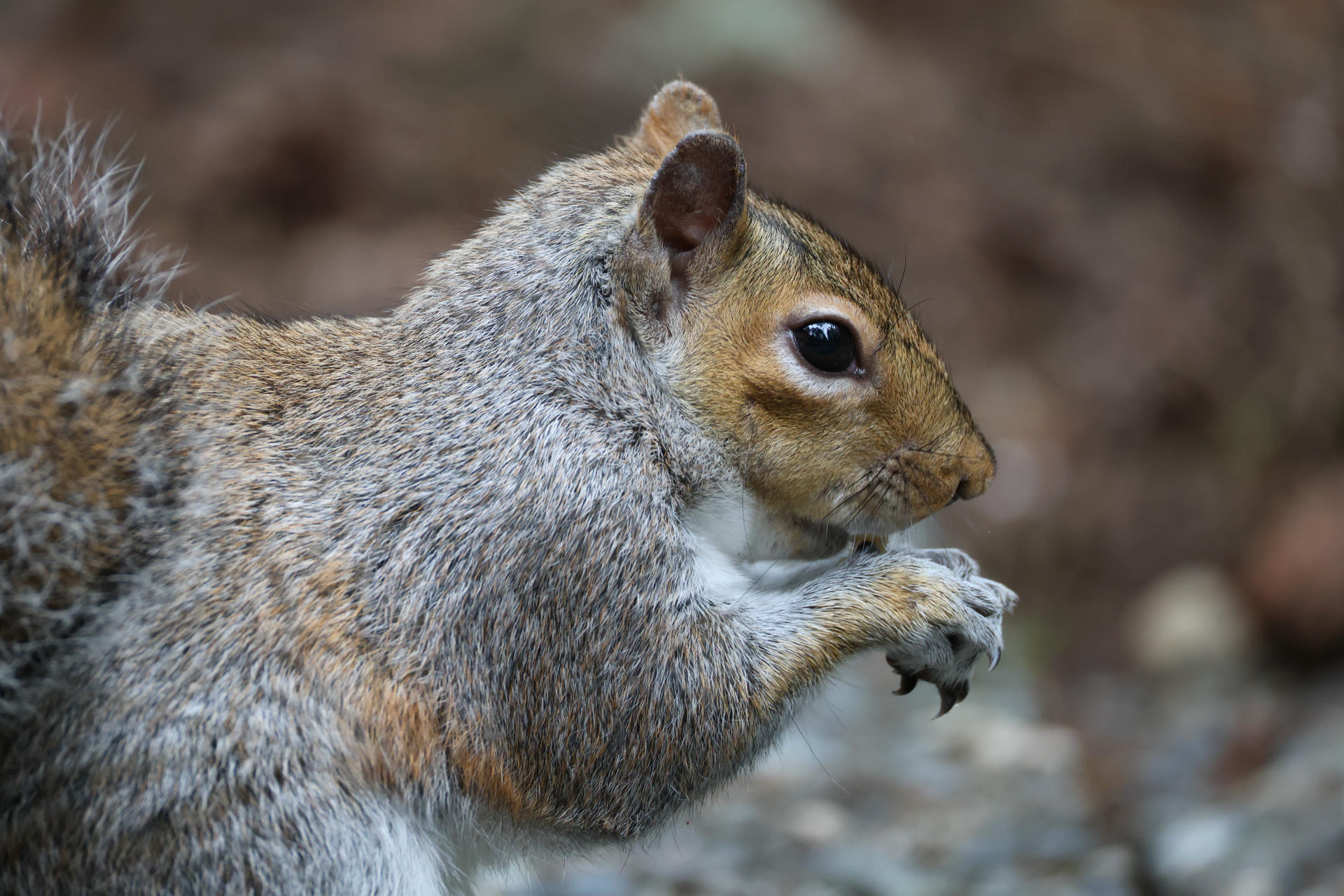 A gray squirrel is shown in profile, holding food in its tiny paws and appearing to nibble. Its fur is a mix of gray and brown, and the background is softly blurred.