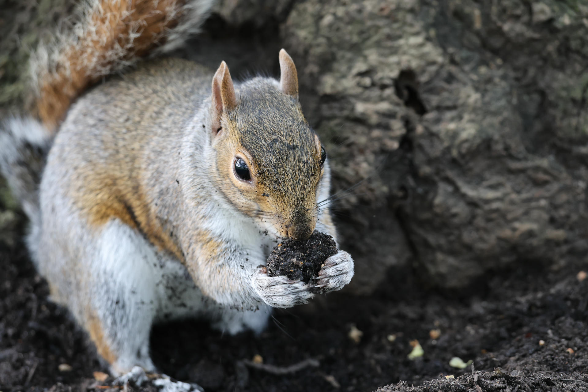 A gray squirrel sits on the ground, holding food in its front paws and nibbling on it. Its bushy tail curls up behind its back, and the background shows rough tree bark.