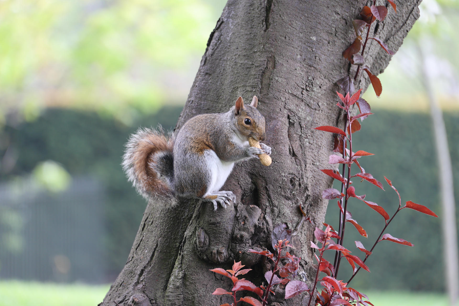 A gray squirrel is perched on the side of a tree, holding and eating a nut with its front paws. Its bushy tail is curled behind it, and the background is softly blurred with greenery.