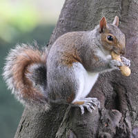 A gray squirrel is perched on the side of a tree, holding and eating a nut with its front paws. Its bushy tail is curled behind it, and the background is softly blurred with greenery.