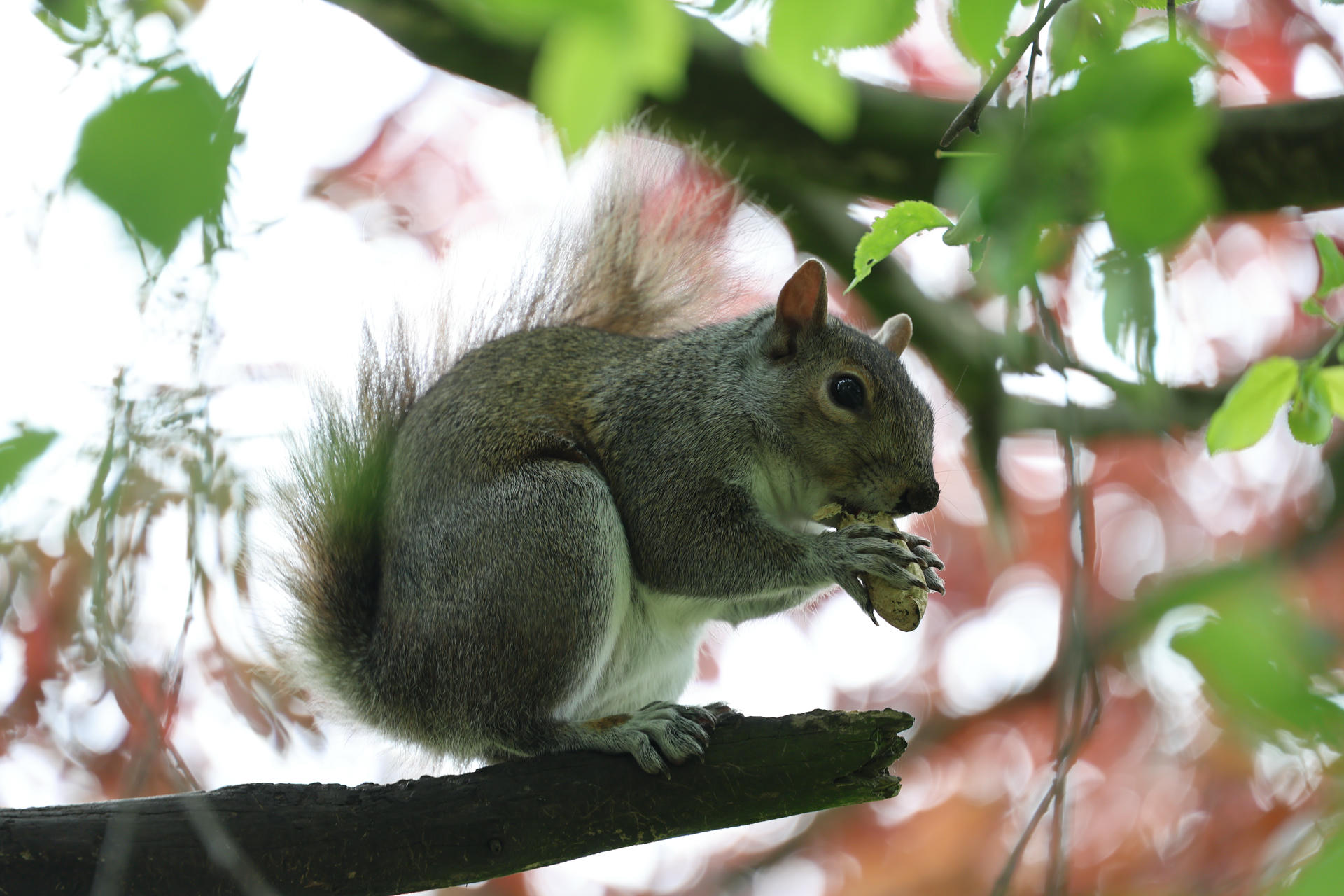 A gray squirrel is perched on a tree branch, holding food in its front paws and nibbling. Soft light filters through leaves in the background, highlighting the squirrel's bushy tail.