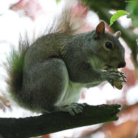 A gray squirrel is perched on a tree branch, holding food in its front paws and nibbling. Soft light filters through leaves in the background, highlighting the squirrel's bushy tail.