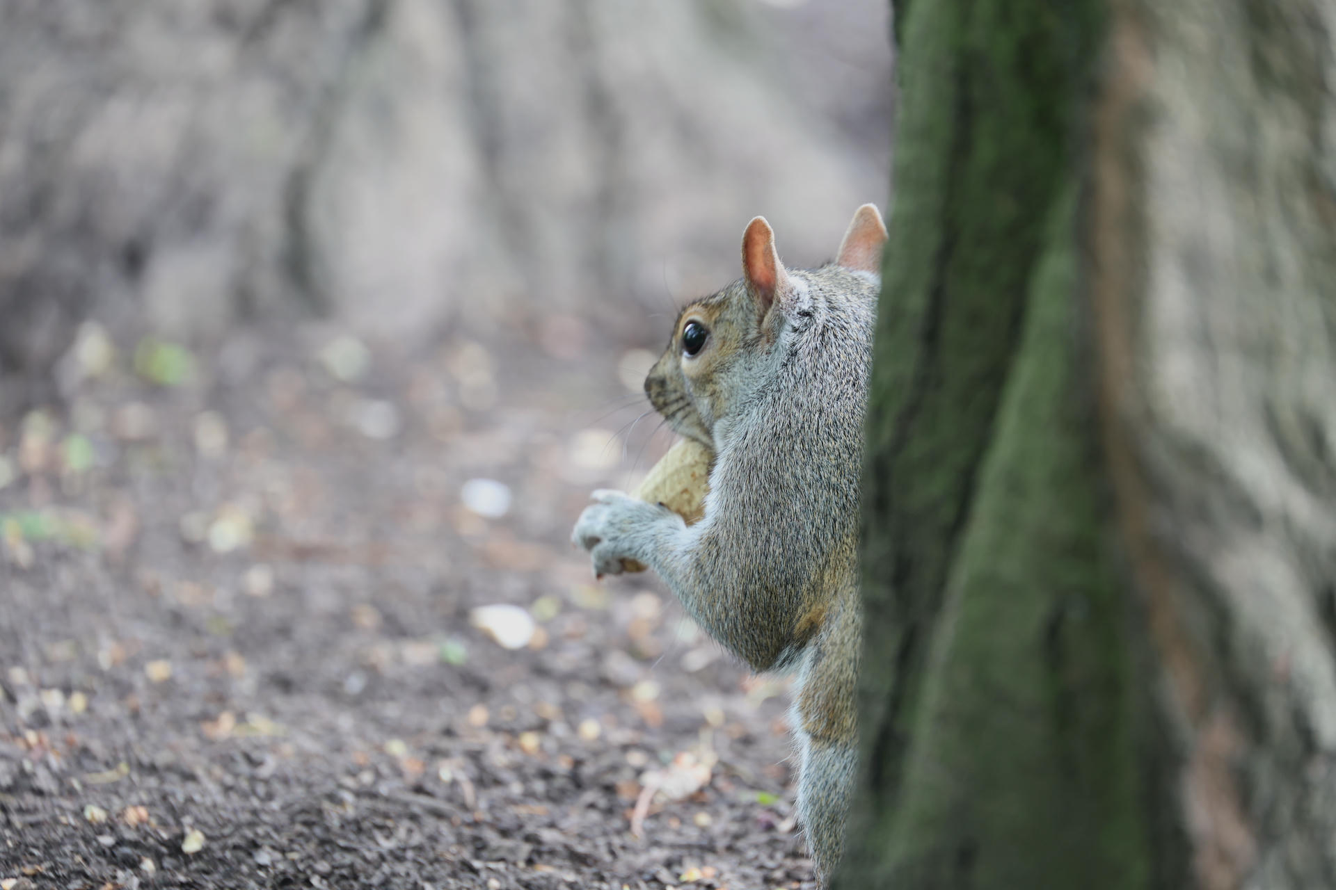 A gray squirrel is perched on the ground beside a tree trunk, holding food in its front paws. Its bushy tail and alert posture are clearly visible against the blurred forest floor background.