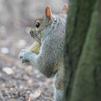 A gray squirrel is perched on the ground beside a tree trunk, holding food in its front paws. Its bushy tail and alert posture are clearly visible against the blurred forest floor background.