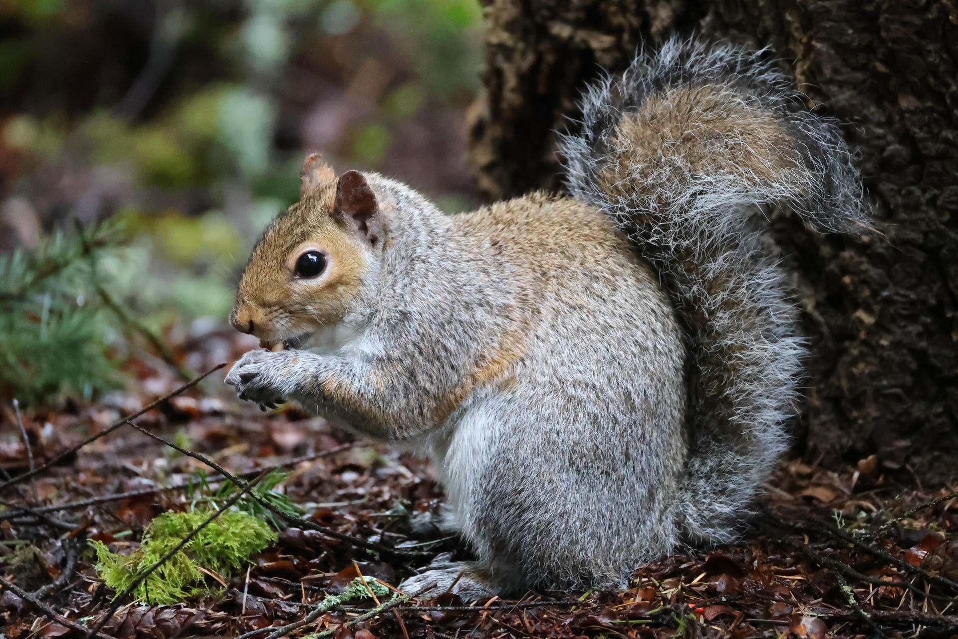 A gray squirrel sits on the forest floor, holding food in its front paws with its bushy tail curled behind it. The background is filled with earthy leaves and green moss.