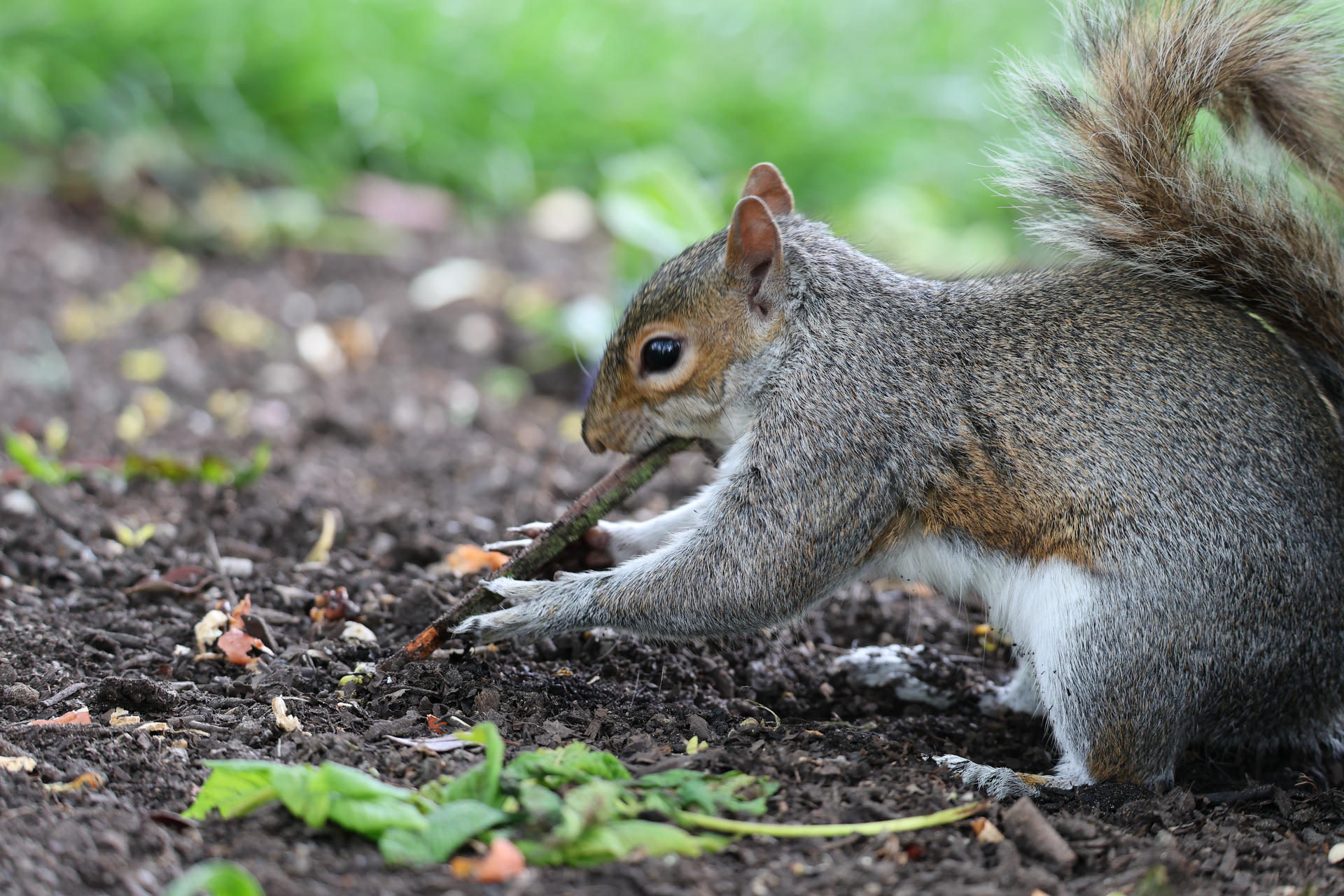 A gray squirrel is crouched on the ground, digging in the soil with its front paws. Its bushy tail is raised, and green plants and scattered seeds are visible nearby.