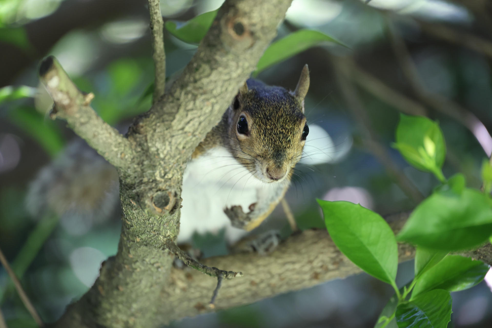 A gray squirrel is perched on a tree branch, peering curiously through a gap in the branches. Its fur is a mix of gray and white, and green leaves frame the scene.