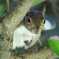 A gray squirrel is perched on a tree branch, peering curiously through a gap in the branches. Its fur is a mix of gray and white, and green leaves frame the scene.