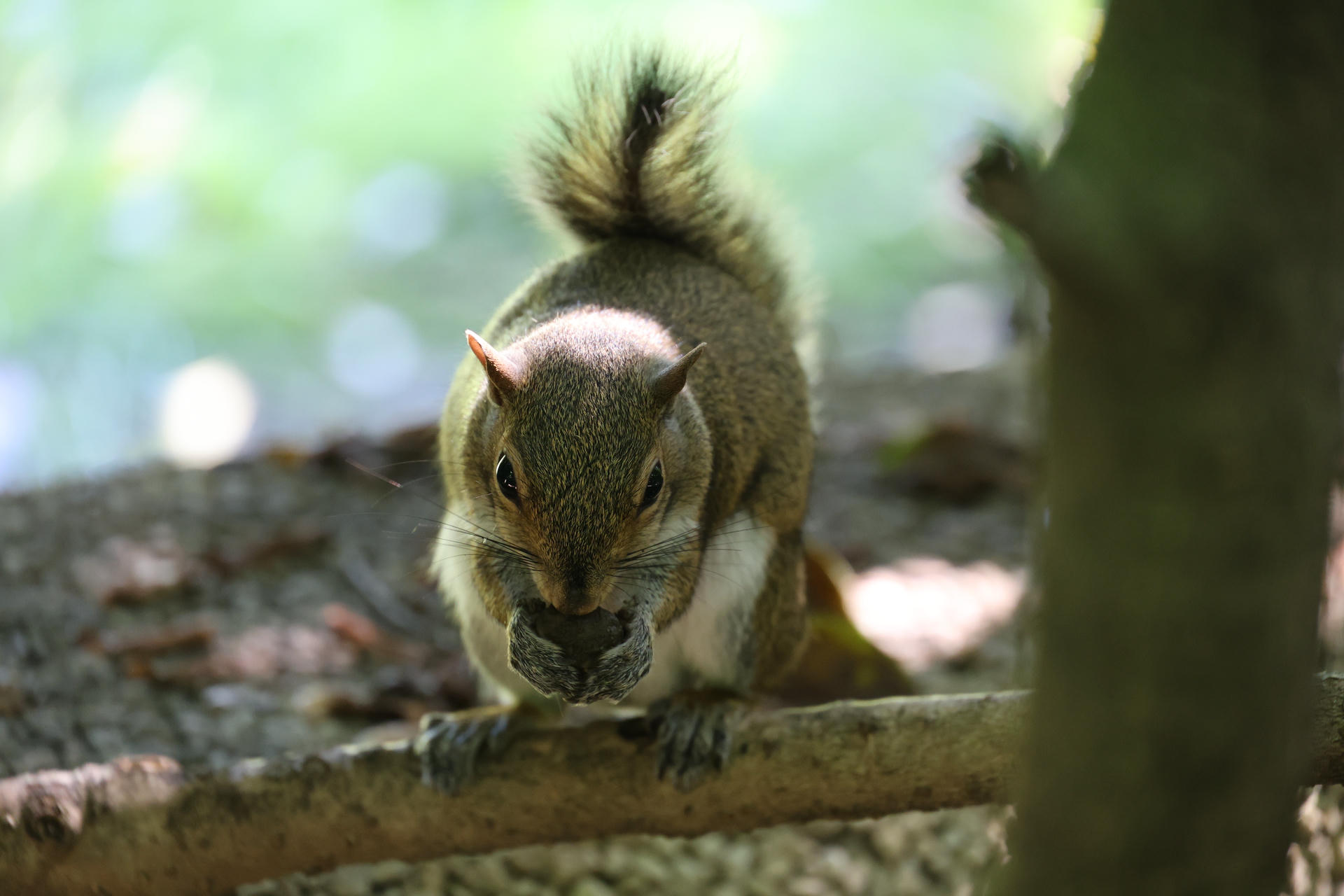 A gray squirrel sits on a tree branch, holding food in its front paws and nibbling intently. Soft sunlight filters through the background, highlighting the squirrel's bushy tail and alert posture.