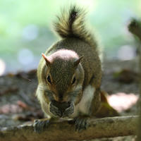 A gray squirrel sits on a tree branch, holding food in its front paws and nibbling intently. Soft sunlight filters through the background, highlighting the squirrel's bushy tail and alert posture.