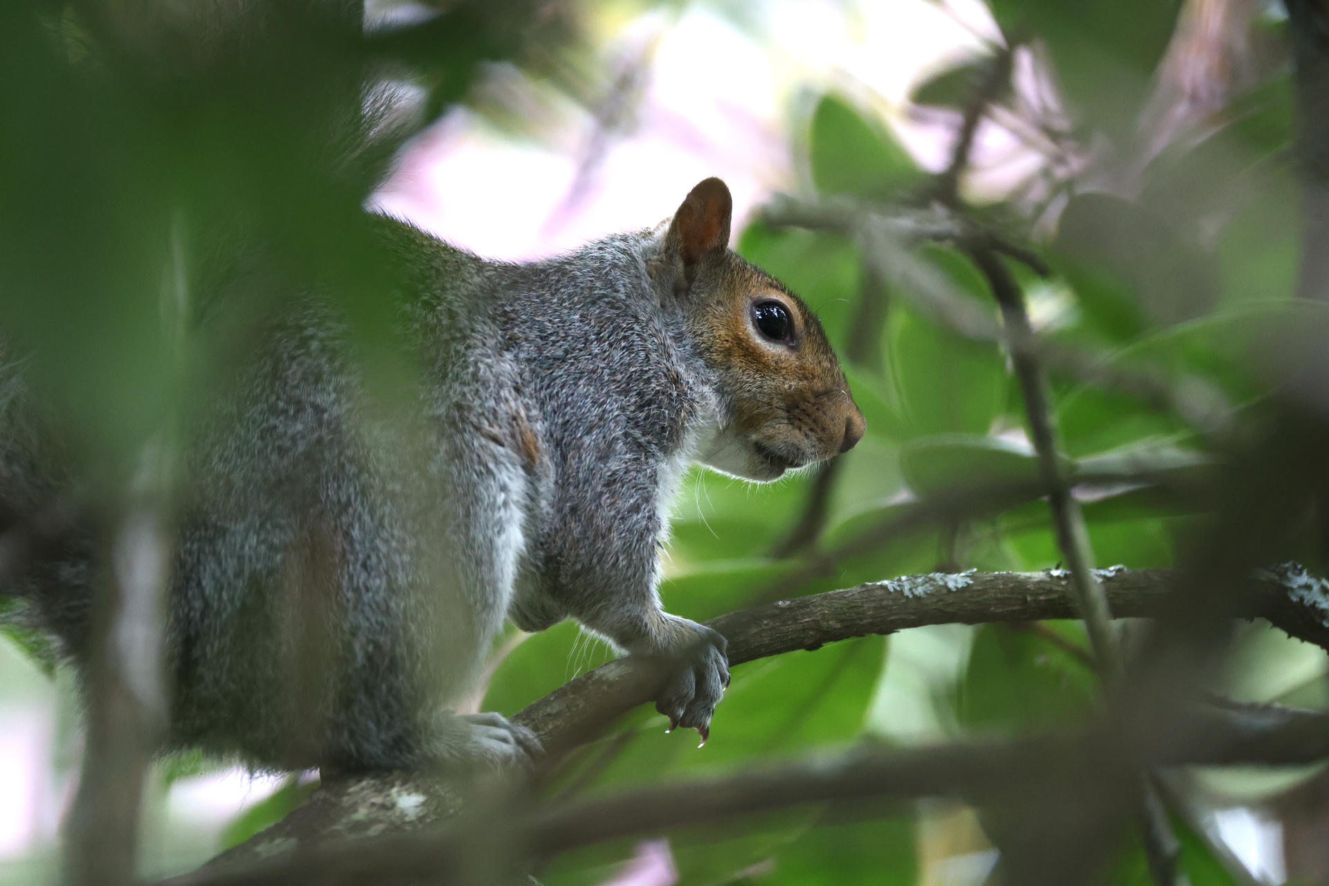 A gray squirrel is perched on a tree branch, partially hidden by green leaves. The squirrel's fur is fluffy and its alert eyes are visible as it looks off to the side.