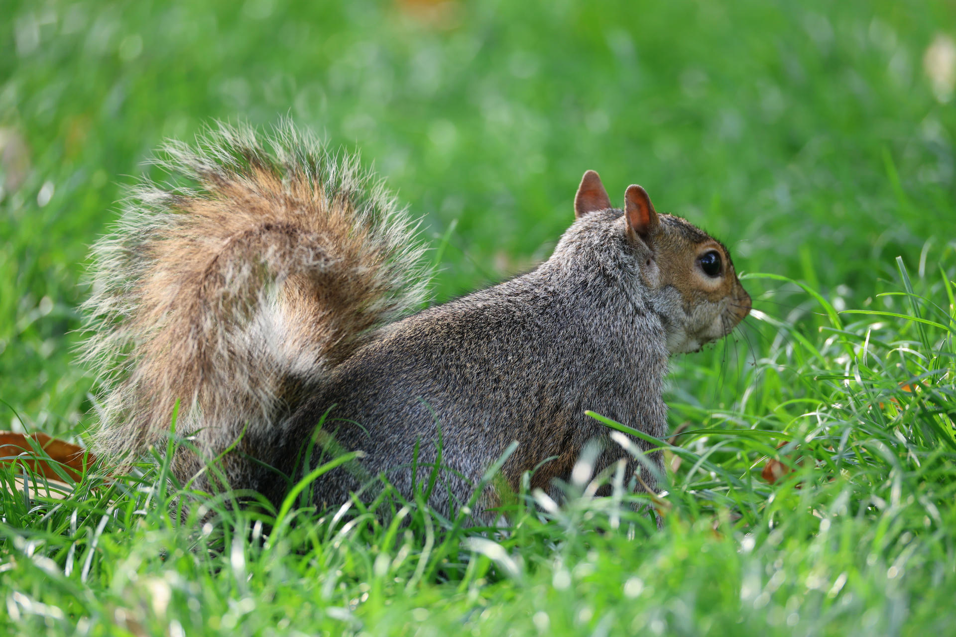 A gray squirrel with a bushy tail is sitting on lush green grass, facing away from the camera. Its fur appears soft and speckled, and it looks alert in its natural outdoor setting.