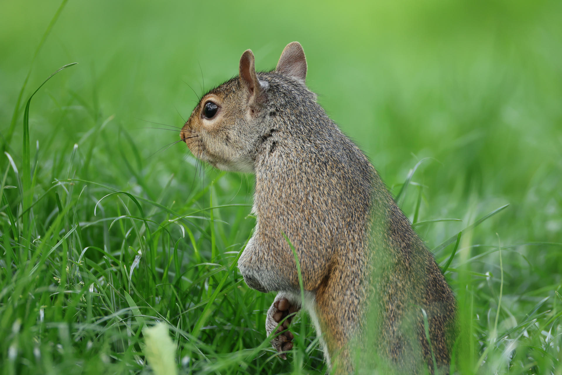 A gray squirrel stands upright in lush green grass, looking alert with its ears perked up. The background is softly blurred, highlighting the squirrel’s detailed fur and curious expression.