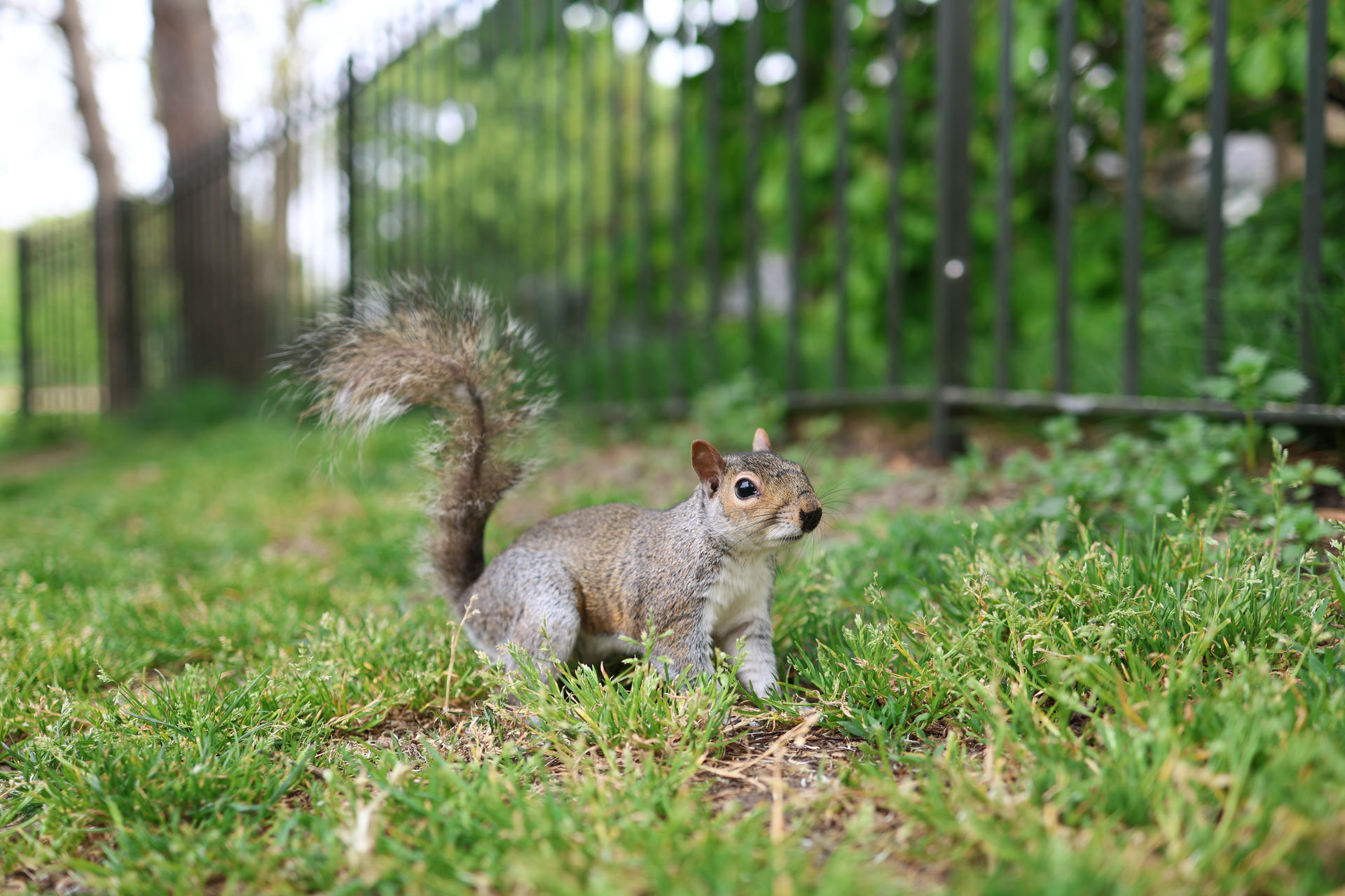 A gray squirrel stands alert on green grass, its bushy tail arched high behind it. The background is softly blurred with hints of trees and foliage.