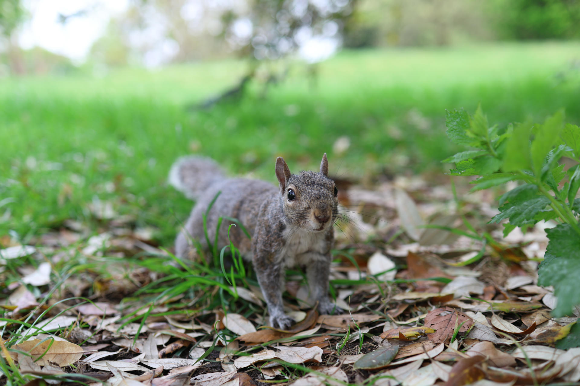 A gray squirrel stands alert on the ground, surrounded by green grass and scattered leaves. Its fur is mottled gray and it looks directly at the camera with bright, curious eyes.