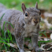 A gray squirrel stands alert on the ground, surrounded by green grass and scattered leaves. Its fur is mottled gray and it looks directly at the camera with bright, curious eyes.