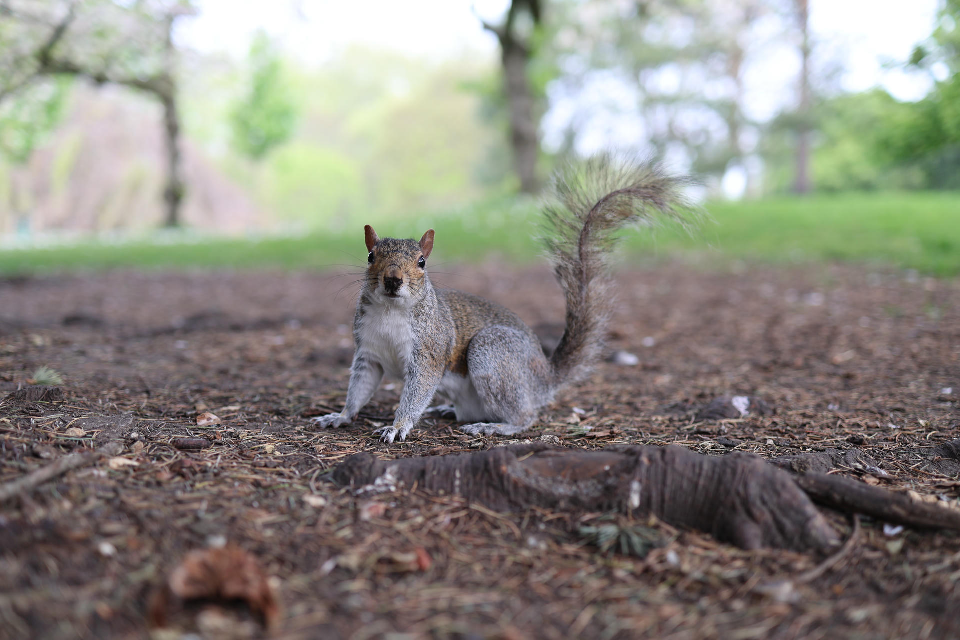 A gray squirrel sits alert on the ground, its bushy tail arched high and its ears perked up. The background is softly blurred with green and brown tones, highlighting the squirrel’s detailed fur and curious expression.